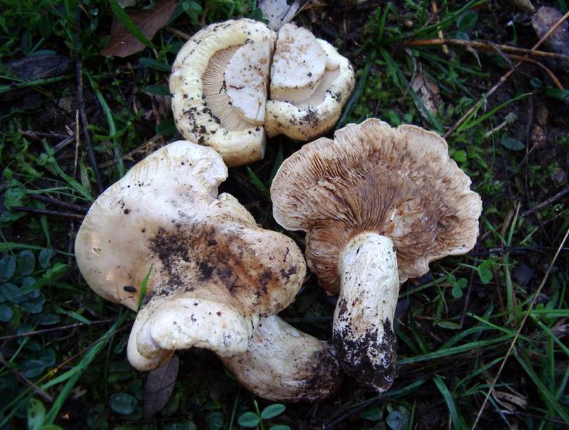 Tricholoma acerbum