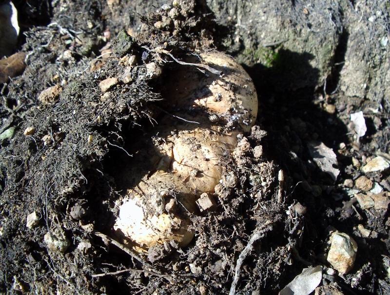 Tricholoma acerbum