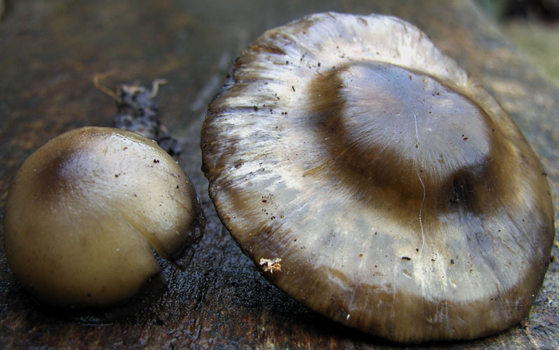 Tubaria sp. e Lyophyllum annerente