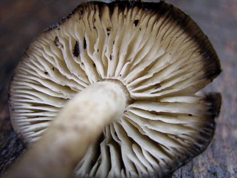 Tubaria sp. e Lyophyllum annerente