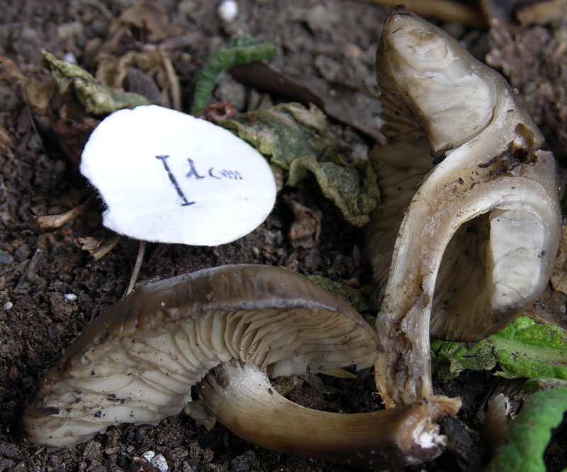 Tubaria sp. e Lyophyllum annerente