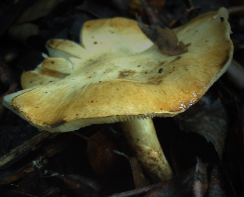 Lepiotella irrorata ??