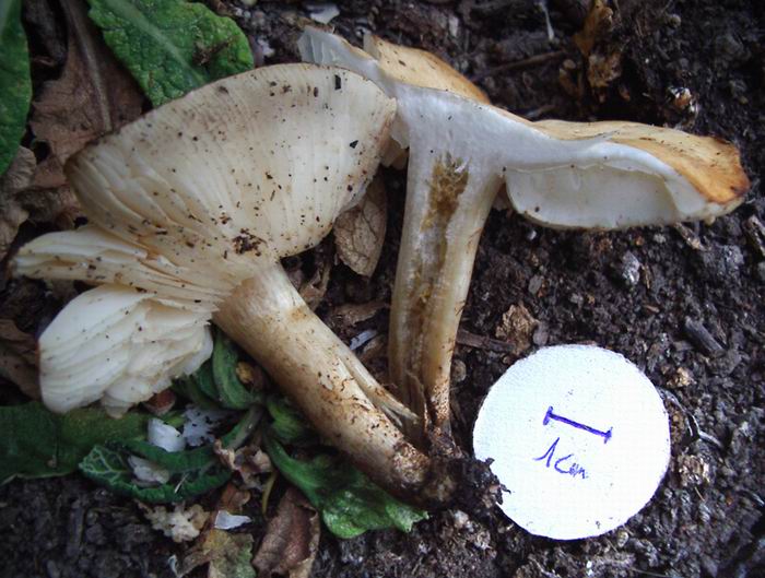 Lepiotella irrorata ??