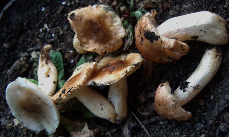 Hygrophorus roseodiscoideus e Hygrophorus persoonii