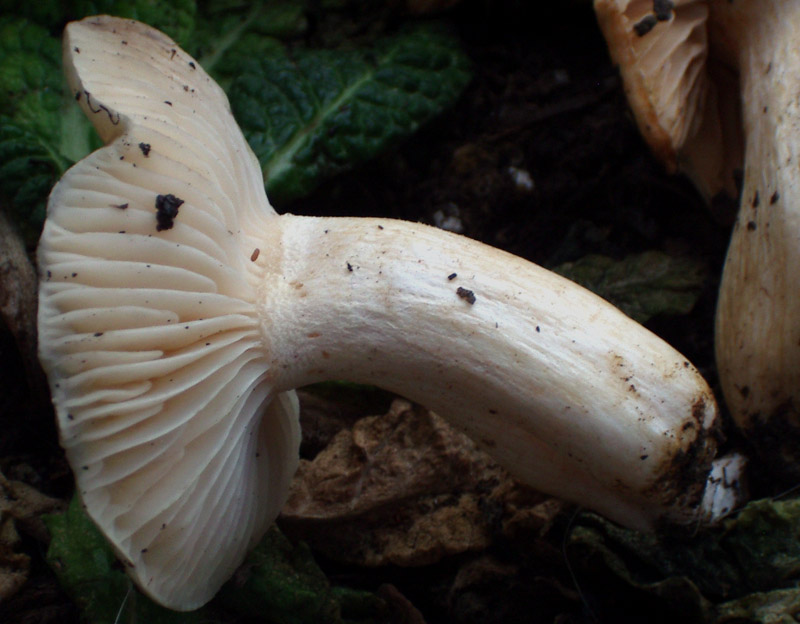 Hygrophorus roseodiscoideus e Hygrophorus persoonii
