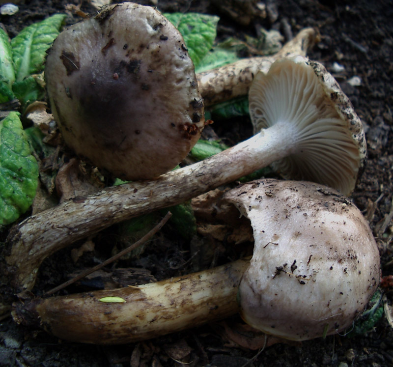 Hygrophorus roseodiscoideus e Hygrophorus persoonii