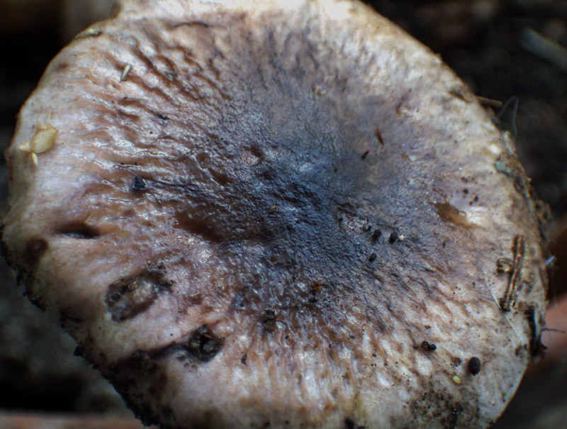 Hygrophorus roseodiscoideus e Hygrophorus persoonii