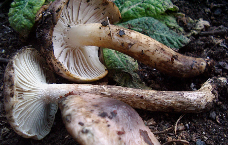 Hygrophorus roseodiscoideus e Hygrophorus persoonii