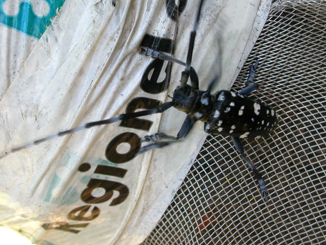 Anoplophora chinensis malasiaca
