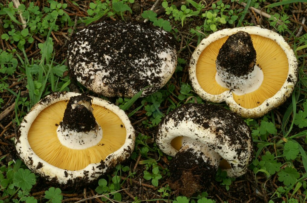 Lyophyllum buxeum