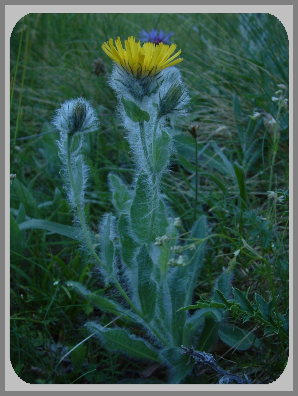 Leontopodium e Hieracium villosum