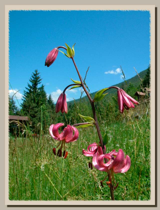 Lilium martagon / Giglio martagone