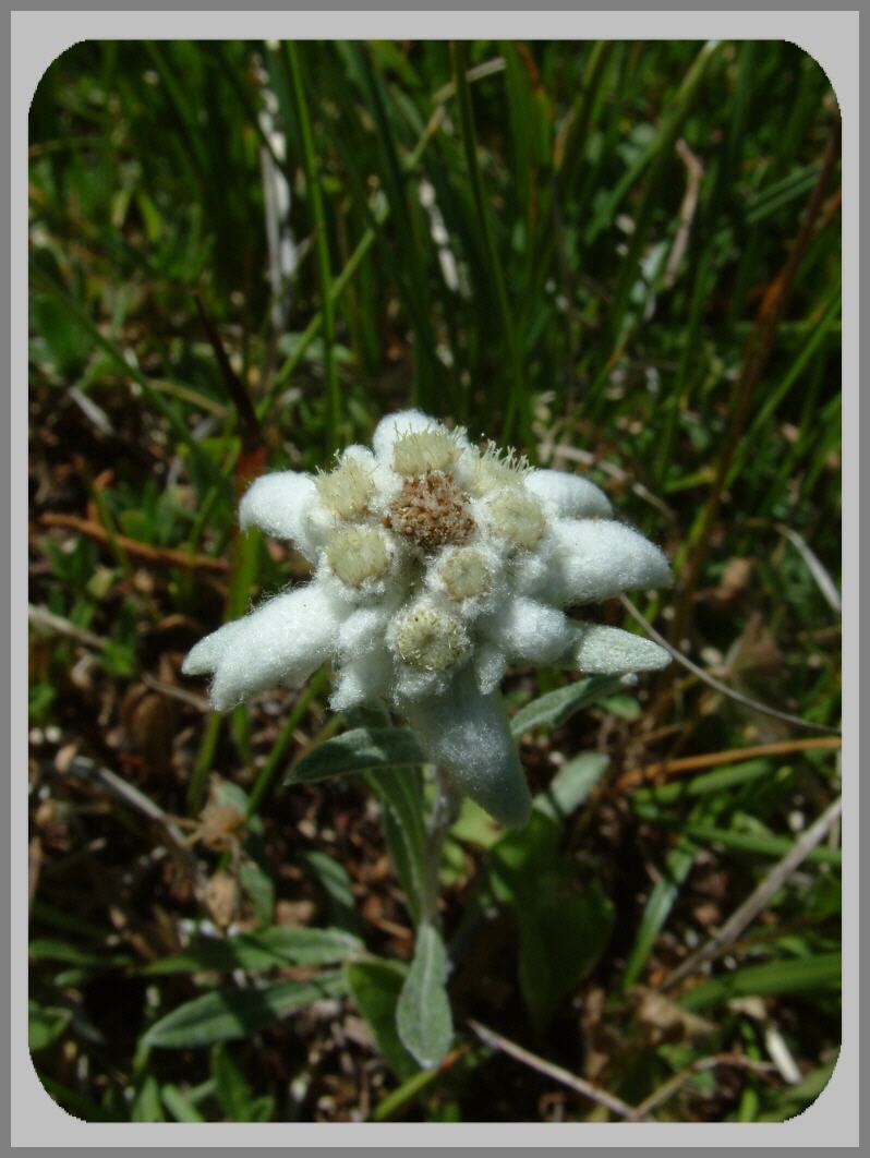 Leontopodium e Hieracium villosum