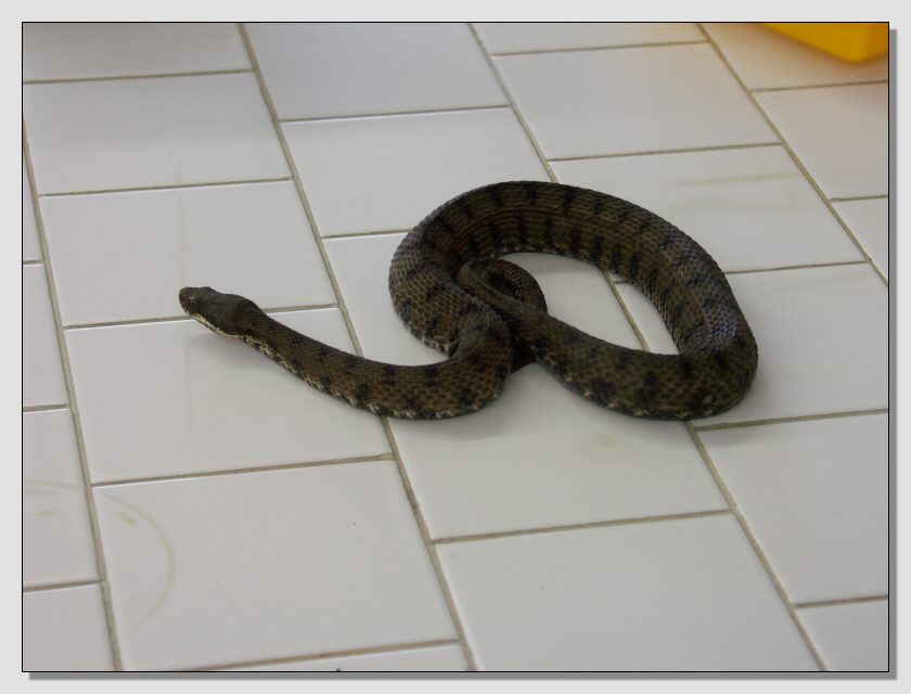Vipera aspis