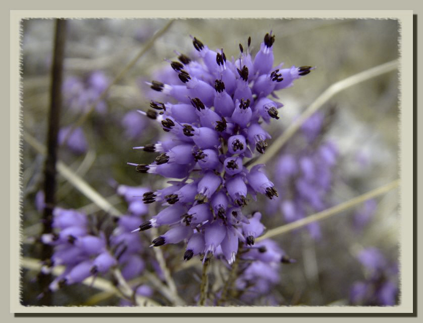 Il colore viola