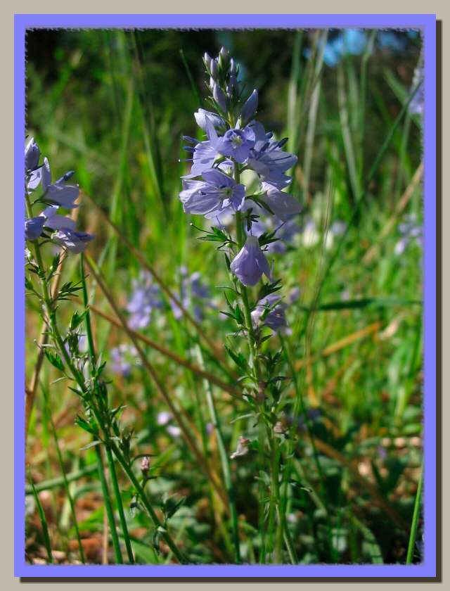 Gentiana cruciata e Veronica sp.