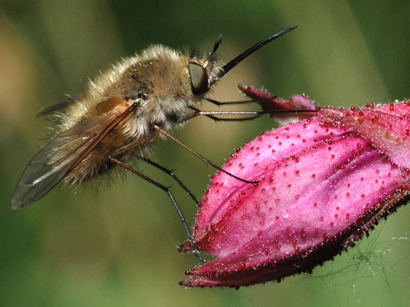 Bombylius sp.