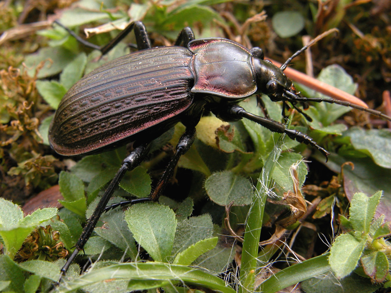 Carabus morbillosus