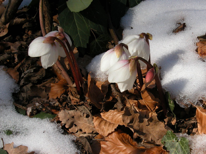 Helleborus niger / Rosa di Natale