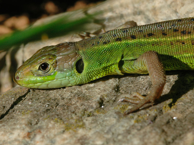 Ramarro