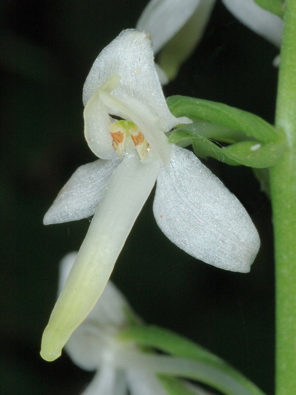 Platanthera bifolia e P. chlorantha