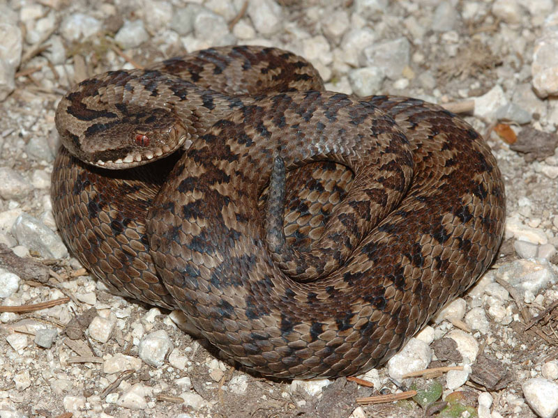 Altri serpenti italiani