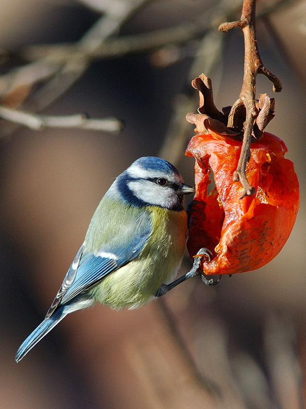 Cinciarella -  Cyanistes caeruleus