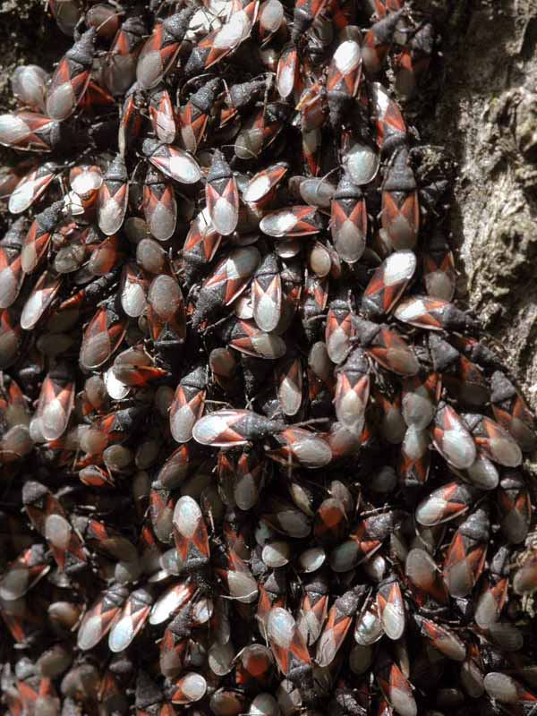 Lygaeidae baby? Nati vicini vicini