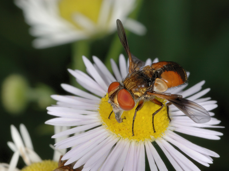 Ectophasia sp. - Tachinide