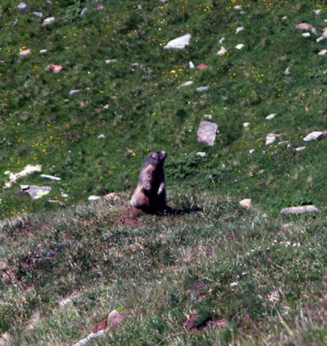 Marmotta (Val Febbraro)
