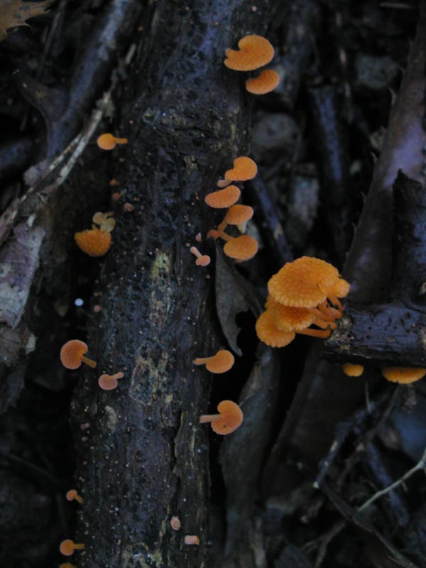 Favolaschia calocera (dedicato ad Alfy)