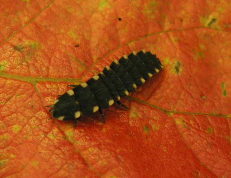 Lampyris noctiluca?