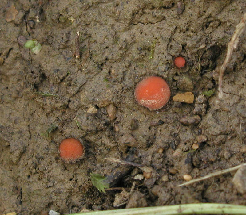 Scutellinia scutellata ?
