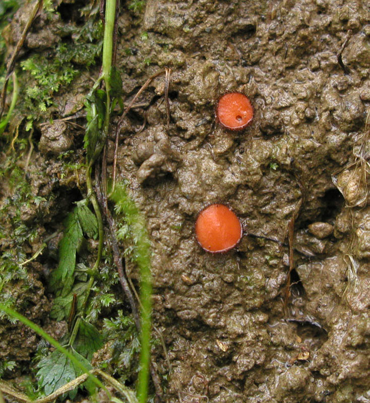 Scutellinia scutellata ?