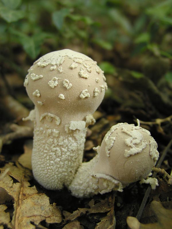 Macrolepiota procera Coprinus plicatilis Lycoperdon mammifor