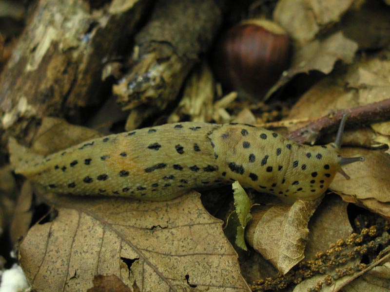 Limax maximus della provincia di Genova