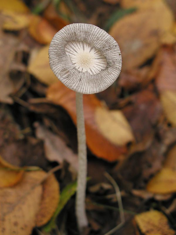 Macrolepiota procera Coprinus plicatilis Lycoperdon mammifor