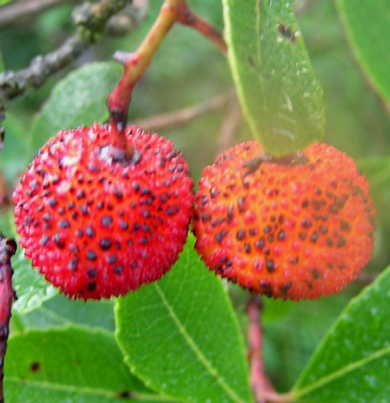 Arbutus unedo  / Corbezzolo