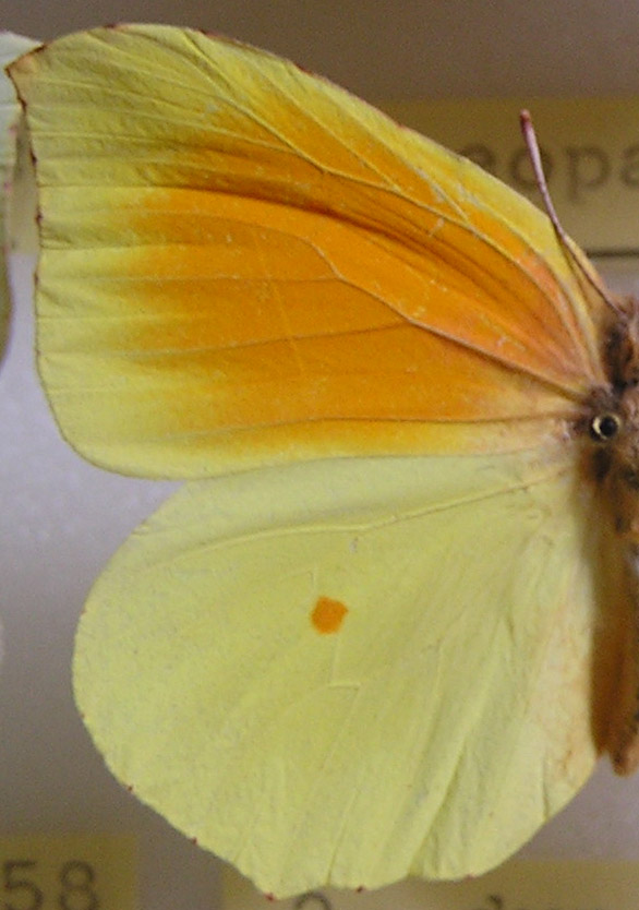 Echium vulgare con Gonepteryx rhamni?