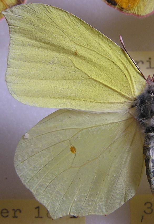 Echium vulgare con Gonepteryx rhamni?