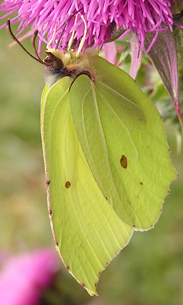 Echium vulgare con Gonepteryx rhamni?