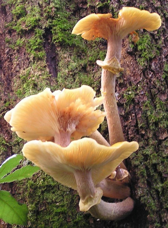 Armillaria mellea