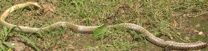 Hierophis viridiflavus