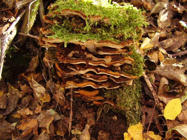Hygrocybe quieta, Mycena polygramma, Mycena rosea.