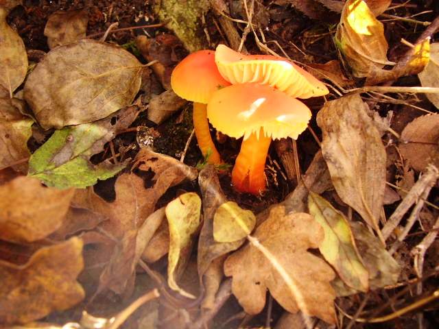 Hygrocybe quieta, Mycena polygramma, Mycena rosea.