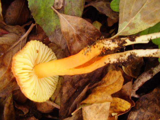Hygrocybe quieta, Mycena polygramma, Mycena rosea.