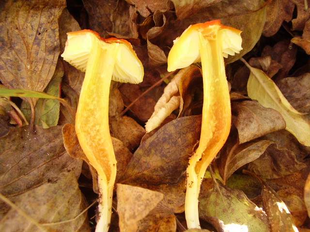 Hygrocybe quieta, Mycena polygramma, Mycena rosea.