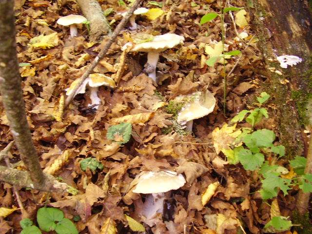 Hygrocybe quieta, Mycena polygramma, Mycena rosea.