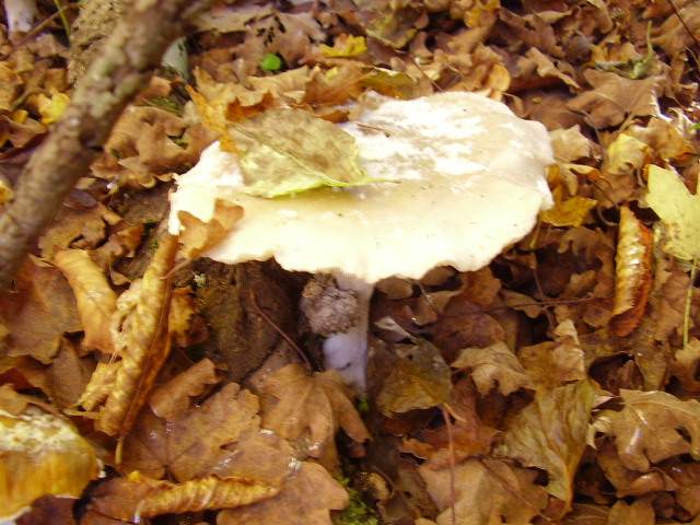 Hygrocybe quieta, Mycena polygramma, Mycena rosea.