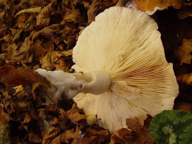 Hygrocybe quieta, Mycena polygramma, Mycena rosea.